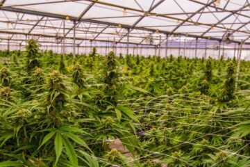 The Most Efficient Cannabis Cultivation Techniques