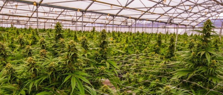 The Most Efficient Cannabis Cultivation Techniques