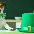 How To Celebrate Saint Patrick’s Day With Your Dog