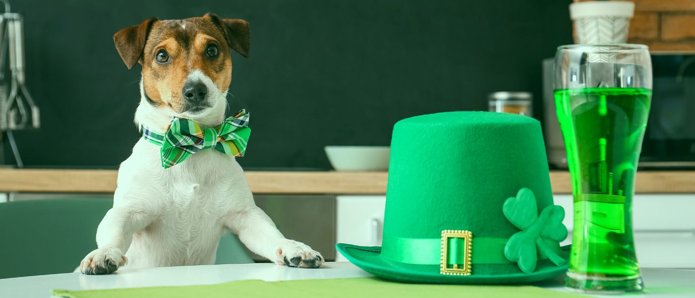 How To Celebrate Saint Patrick’s Day With Your Dog
