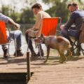 Four people sitting in folding chairs on a wooden dock beside a lake while a wet dog shakes off water.